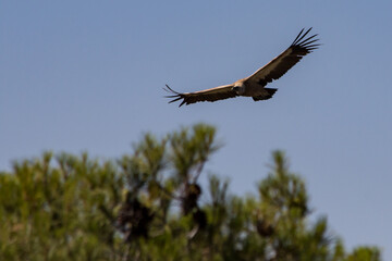 Buitre Leonado en el Parc Natural dels Voltors, Sierra de Mariola