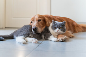 Golden Retriever and British Shorthair are friendly