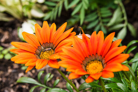 Gazania flowers blooming in the garden. Gazania or yellow african daisies pollinating by little honey bee close up.