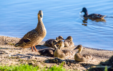 A wild duck with ducklings stands on the shore