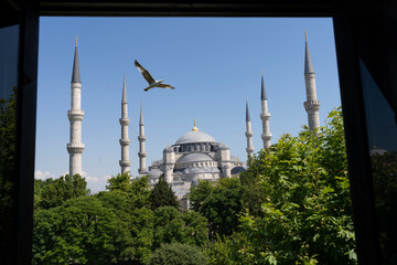 Seagull and Renovated Blue Mosque, Fatih Istanbul, Turkey