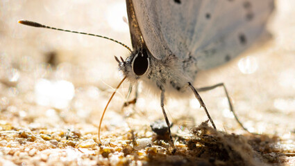 Schmetterling im Gegenlicht