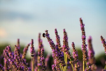 bumblebee on lavender