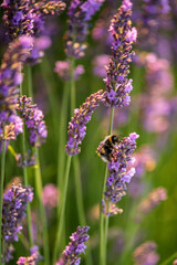 bee on lavender