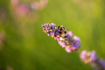 Bumblebee on lavender