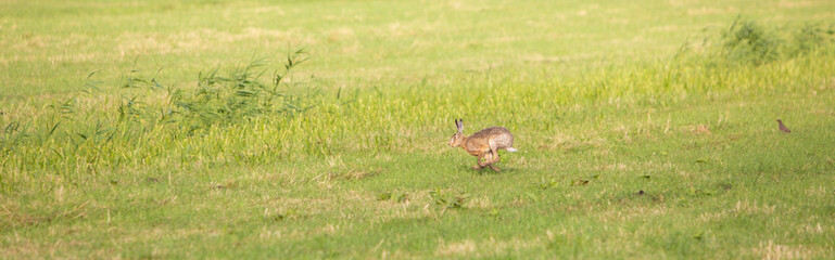 running hare in geen meadow
