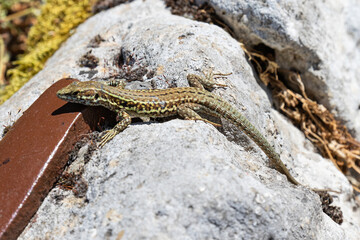 lizard on the stone