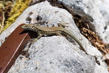 lizard on the stone