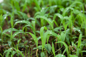 풀잎에 맺힌 빗방울