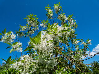 The White fringetree (Chionanthus virginicus) with richly-scented, pure white flowers in the garden with bright blue sky in the background