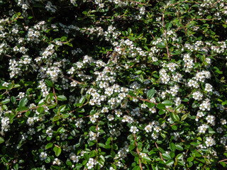 Fototapeta na wymiar Evergreen shrub bearberry cotoneaster (Cotoneaster dammeri) cultivar 'Skogholm' flowering with white flower. Super-plant that absorbs roadside air pollution