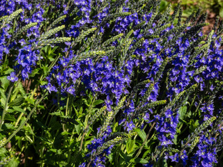 Speedwell (Veronica teucrium) 'True blue' forming a dense spherical bush and flowering with spikes of dense blue flowers