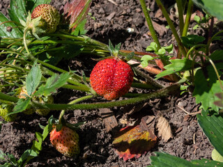 Red and white (ripe and unripe) strawberries growing in the garden with green leaves and black soil background in a summer on a sunny day. Maturing fruit in garden