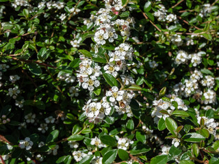 Evergreen shrub bearberry cotoneaster (Cotoneaster dammeri) cultivar 'Skogholm' flowering with white flower. Super-plant that absorbs roadside air pollution