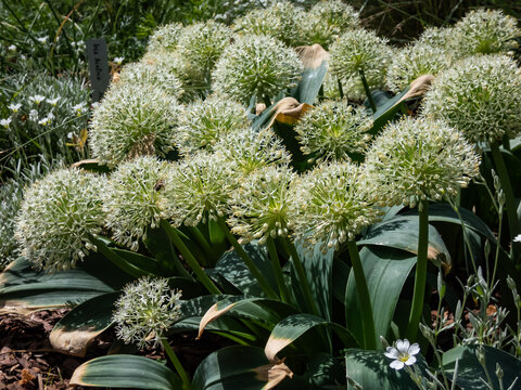 The dwarf ornamental onion (Allium karataviense Regel) 'Ivory Queen' flowering with elegant globe-shaped clusters of clean white starry flowers in garden