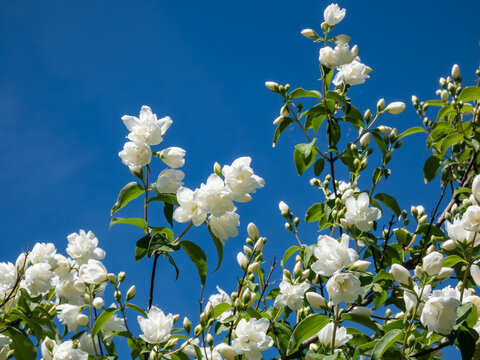 Close-up shot of the virginal mock-orange (philadelphus x virginalis) 'Girandole' - double-flowered deciduous hybrid shrub flowering with showy, white flowers in park
