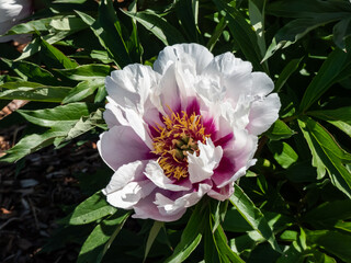Beautiful, summer peony (paeonia) 'Cora Louise' with large, pure white, semi double flowers, that...