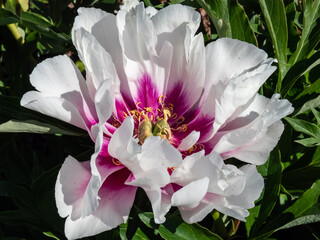 Beautiful, summer peony (paeonia) 'Cora Louise' with large, pure white, semi double flowers, that...