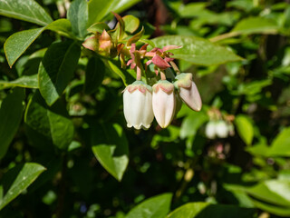Obraz premium Macro shot of white flowers of cultivated blueberries or highbush blueberries growing on branches of blueberry bush surrounded with green leaves in bright sunlight in the garden