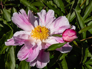 The Japanese type of garden peony cultivar (Paeonia lactiflora) 'Ona' with white and pink petals and golden yellow straws in the center