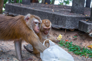 Monkeys eating banana and checking disposable plastic bag on city street close up