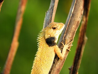 Cute Garden Fence Lizard on a tree branch