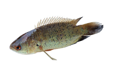 Climbing perch fish isolated on white background