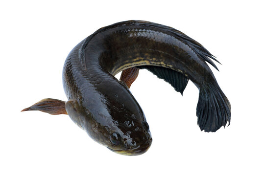 snakehead fish from freshwater isolated on white background