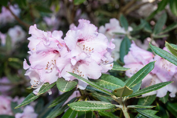 Rhododendron araiophyllum