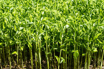 Garden Solomon's-seal