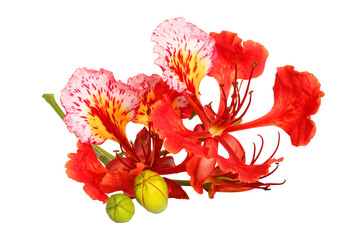 Colorful of Peacock's Crest flowers or Caesalpinia pulcherrima  flowers isolated on white background - obrazy, fototapety, plakaty