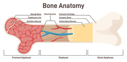 Bone internal structure. Didactic scheme of anatomy of human bone. - obrazy, fototapety, plakaty