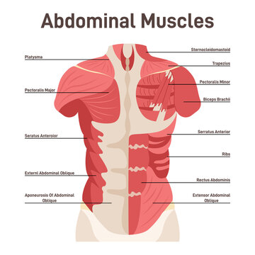 Major pectoral muscle Vectors, Clipart & Illustrations for Free Download -  illustAC