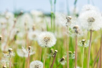 Field of white dandelions, selective focus.