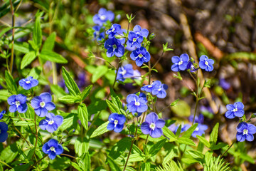 Veronica chamaedrys, small blue flowers in sunlight against green leaves