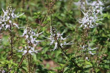 Orthosiphon aristatus is a plant species in the family of Lamiaceae / Labiatae. It is known as kumis kucing in Indonesia and misai kucing in Malaysia, both of which translates to cat's whiskers.