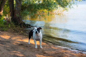 Naklejka na ściany i meble A dog on the bank of the river. Nature and green trees on the pond