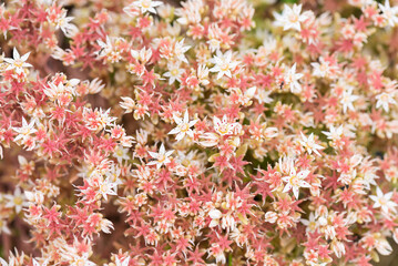 Background of pink flowers, soft focus.