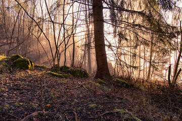 Misty sunrise in the forest. Beautiful and mystic atmosphere in the woods at dawn.