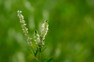 Flower of a white sweetclover plant, Melilotus albus