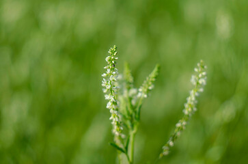 Flower of a white sweetclover plant, Melilotus albus