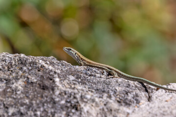 lézard en gros plan sur un rocher