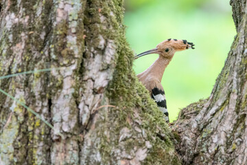 Eurasian hoopoe on nest (Upupa epops) © Manuel