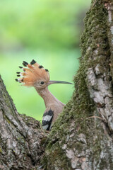 Vertical portrait of Eurasian hoopoe on nest (Upupa epops)