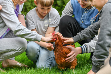 Small children have caught a chicken and are stroking it.