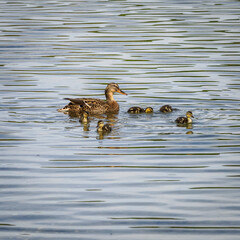 famille canard sur un lac à la Base de loisirs de Verneuil sur Seine dans les Yvelines en France