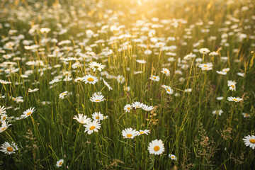 Beautiful chamomile field at sunset.