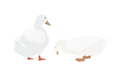 お辞儀するアヒル