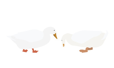 餌をついばむアヒル