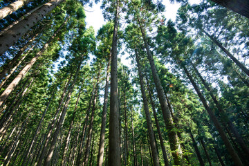 Fototapeta premium 樹木